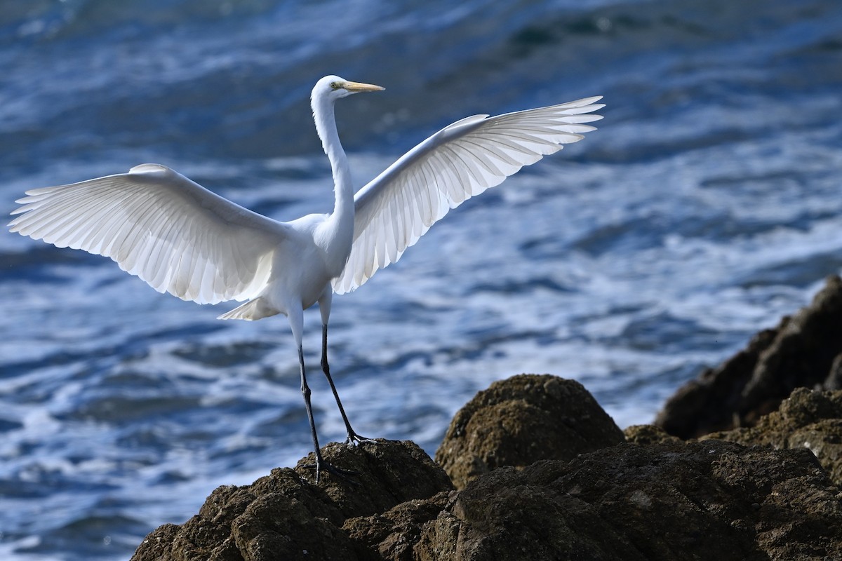 Great Egret - ML646382750