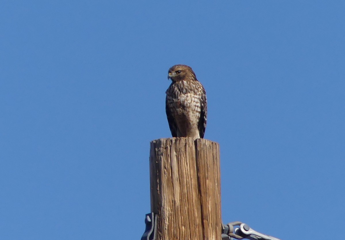 Red-shouldered Hawk (elegans) - ML646382752