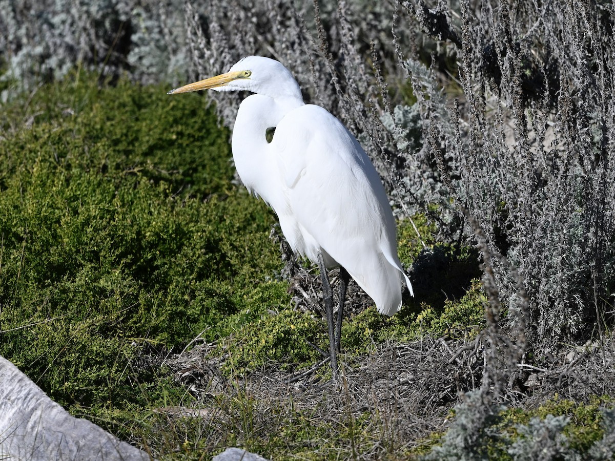 Great Egret - ML646382753