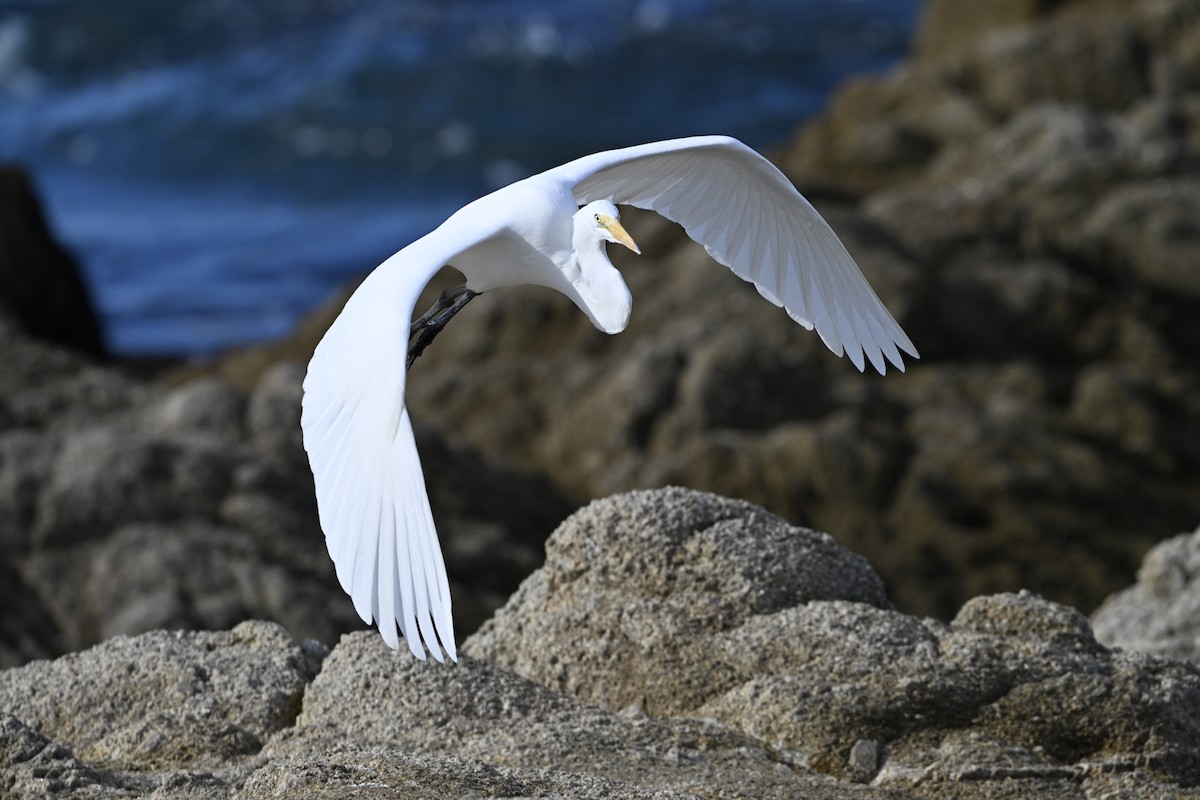 Great Egret - ML646382754