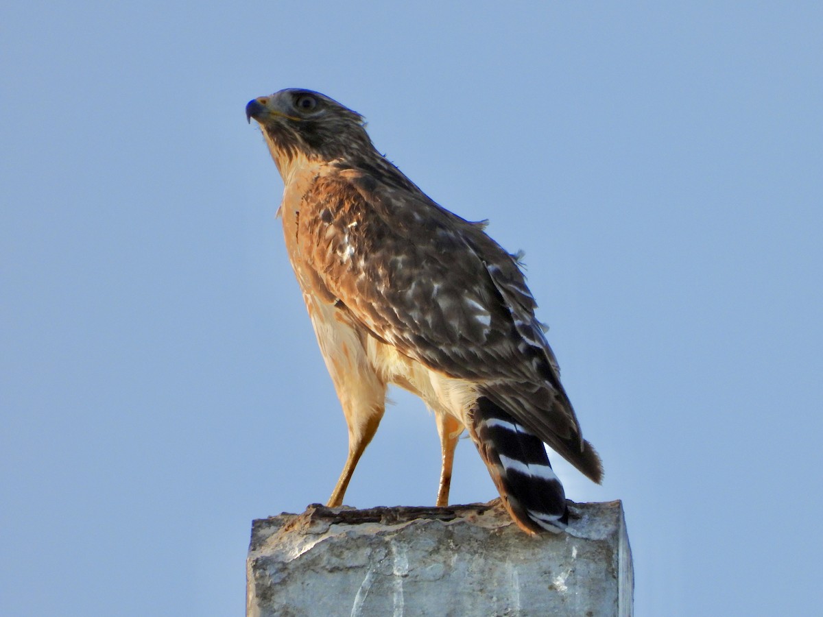 Red-shouldered Hawk - ML646382755