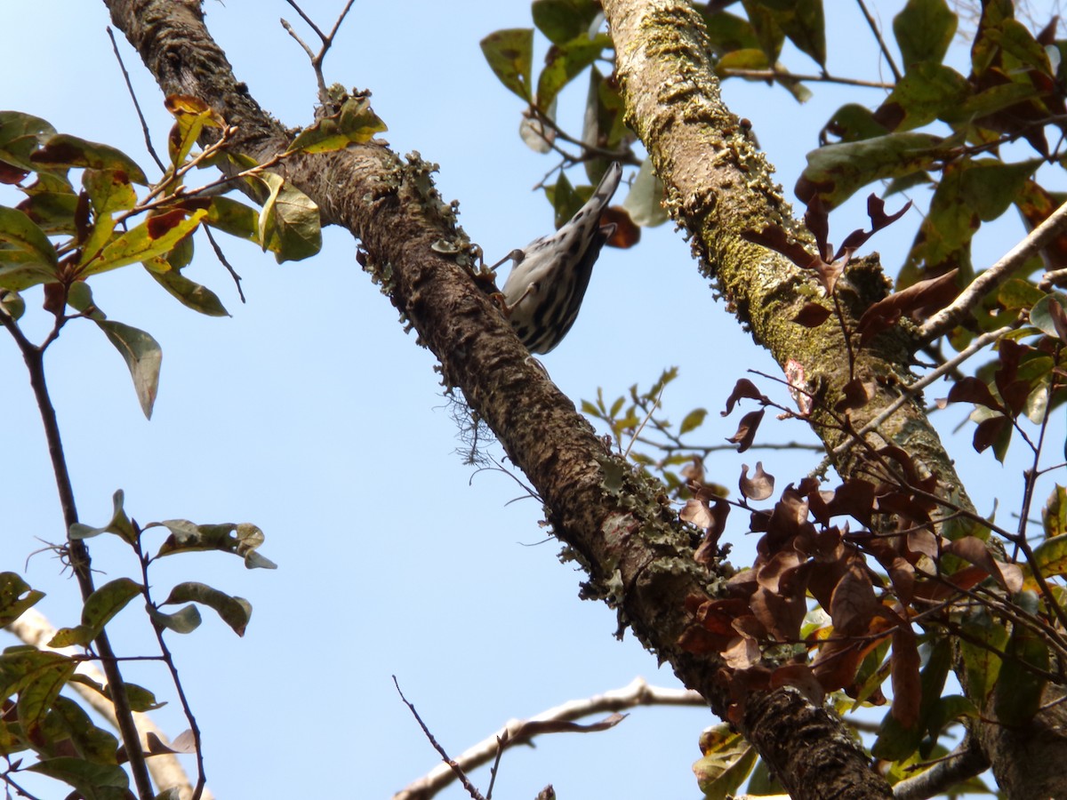 Black-and-white Warbler - ML646382757