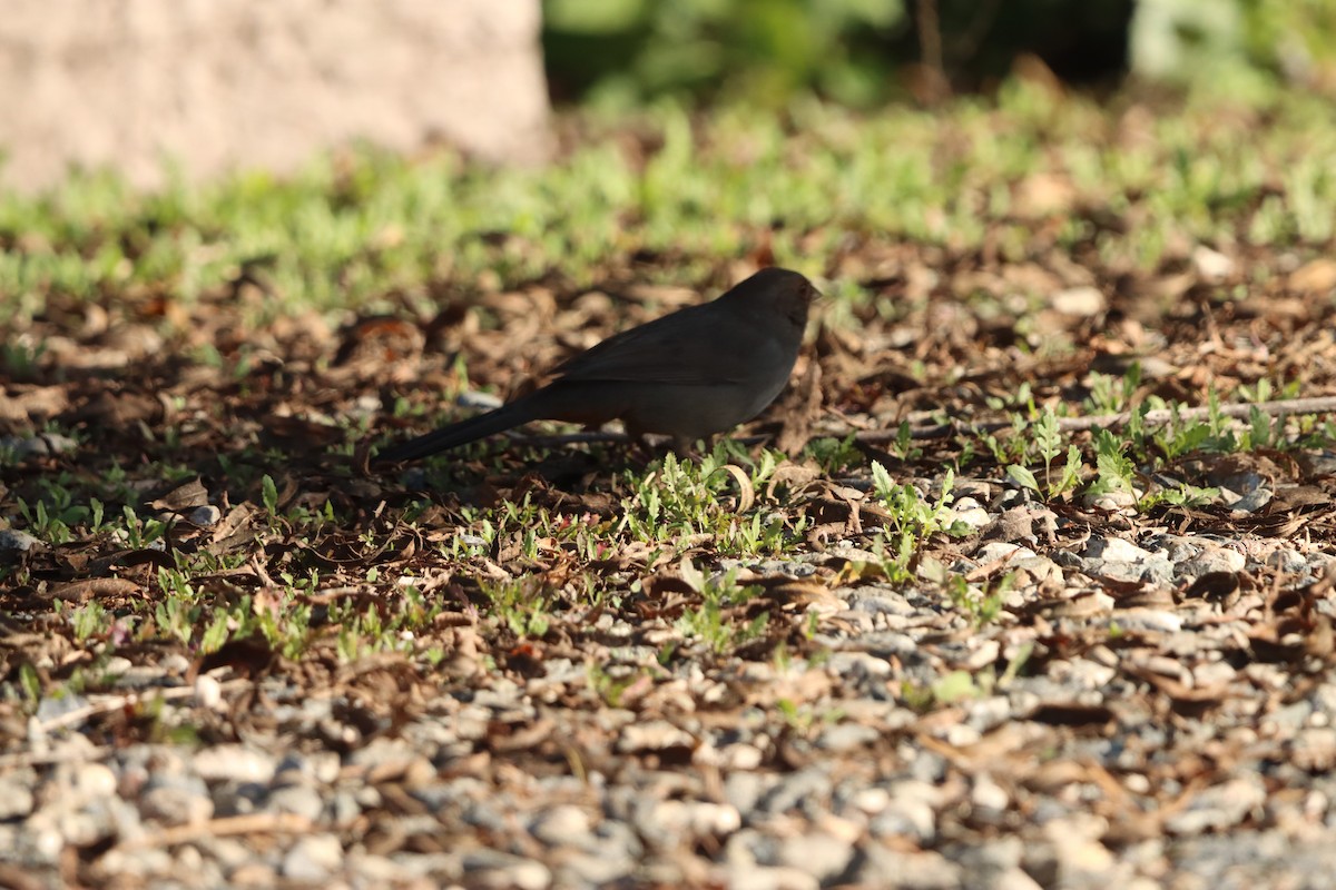 California Towhee - ML646382758