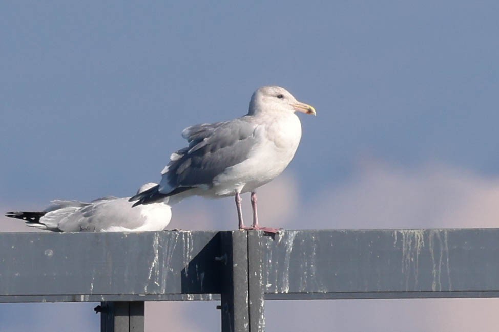 Iceland Gull (Thayer's) - ML646382759