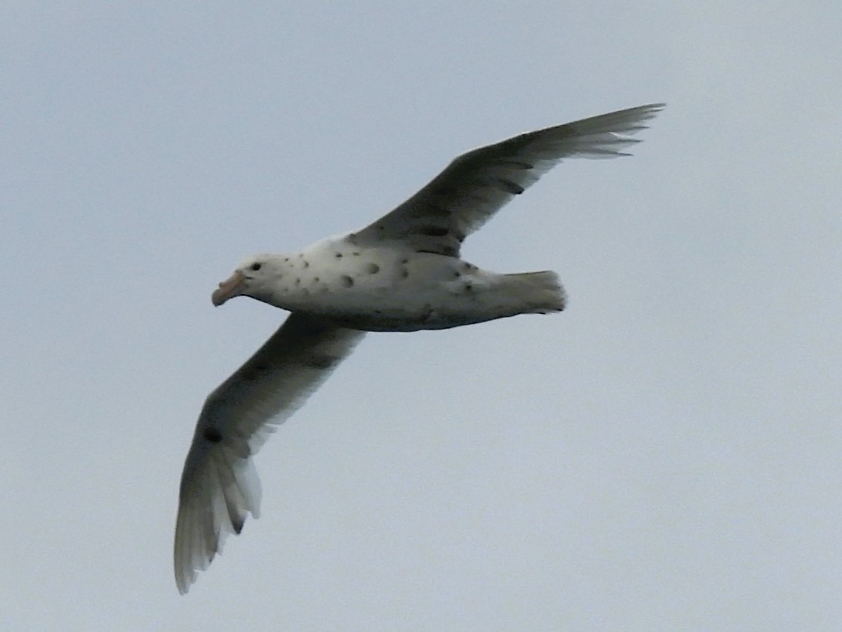 Antarktik Dev Fırtınakuşu - ML646382760