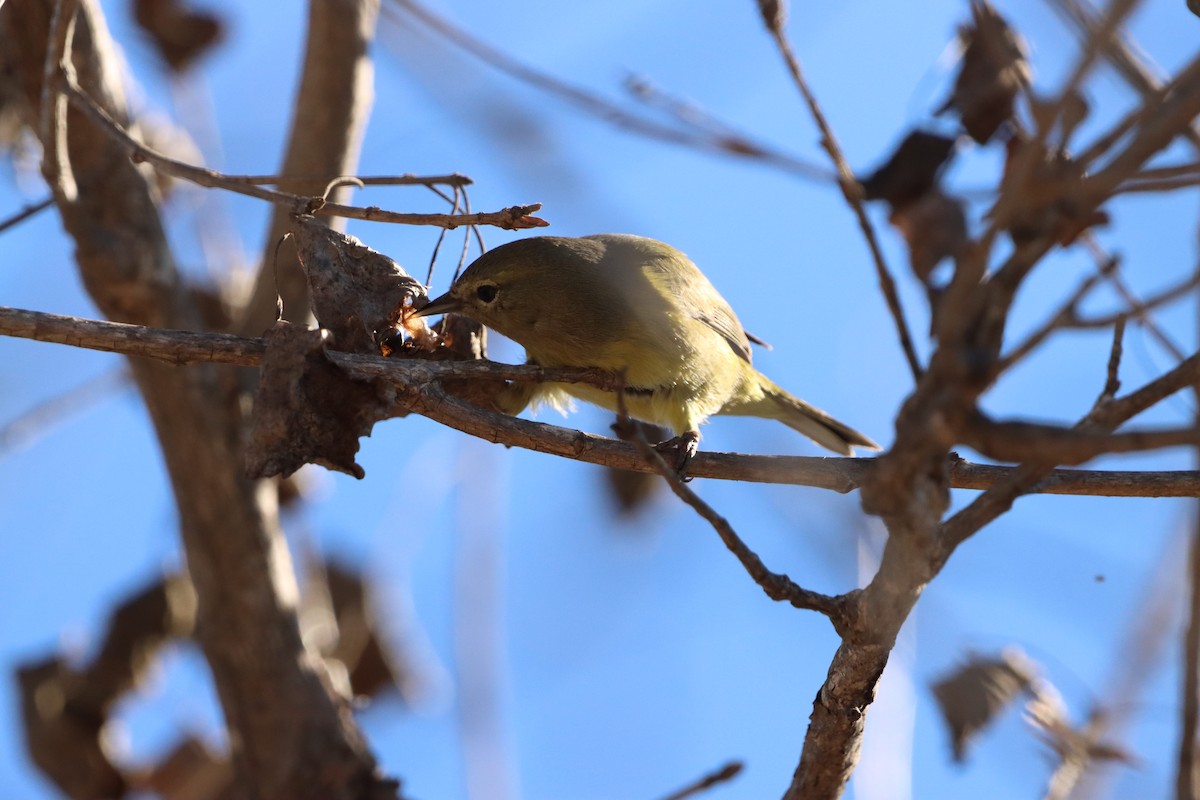 Orange-crowned Warbler - ML646382763