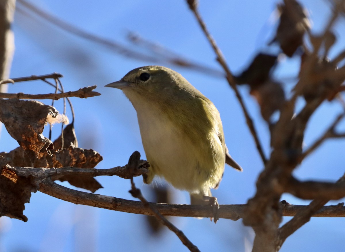 Orange-crowned Warbler - ML646382764