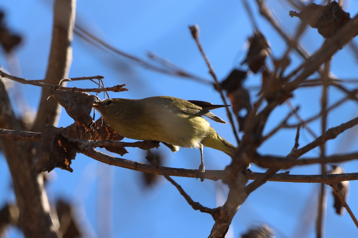 Orange-crowned Warbler - ML646382765