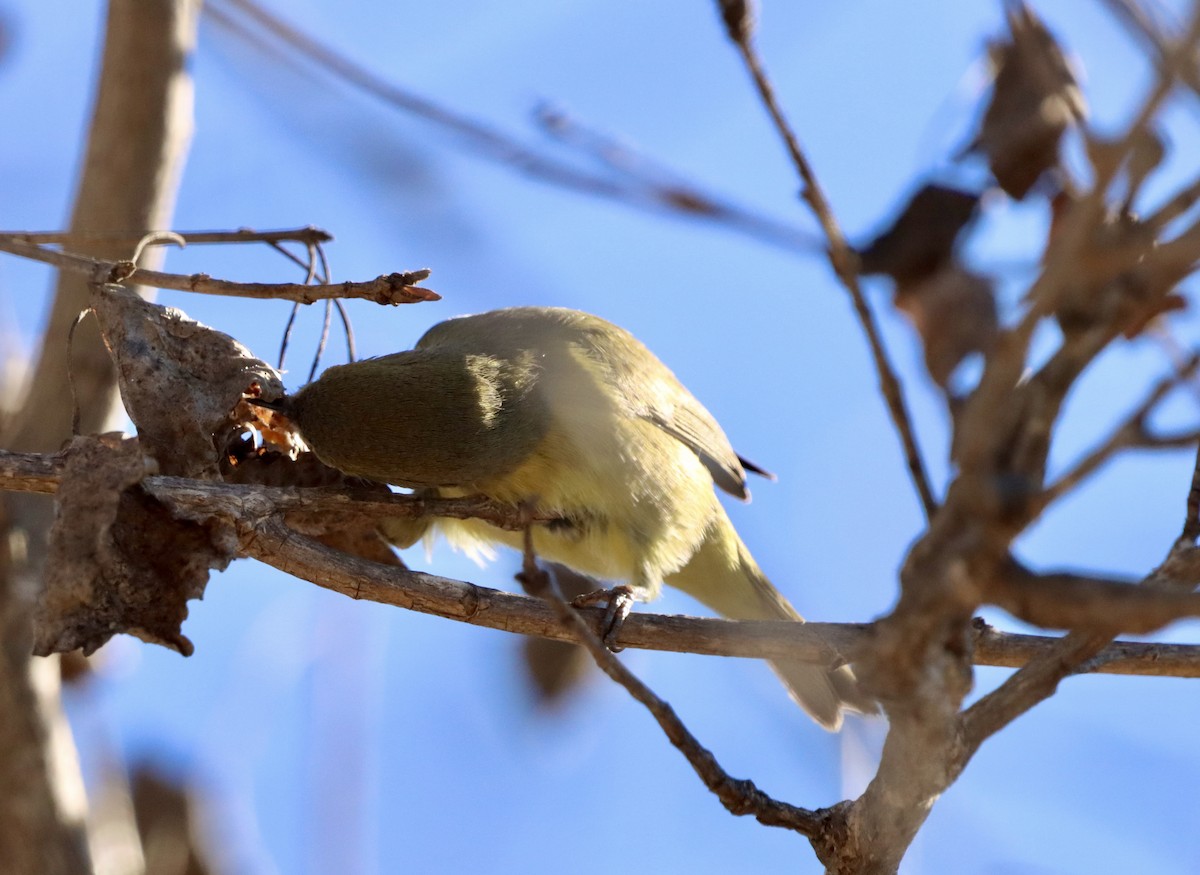 Orange-crowned Warbler - ML646382766