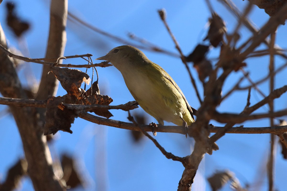Orange-crowned Warbler - ML646382767