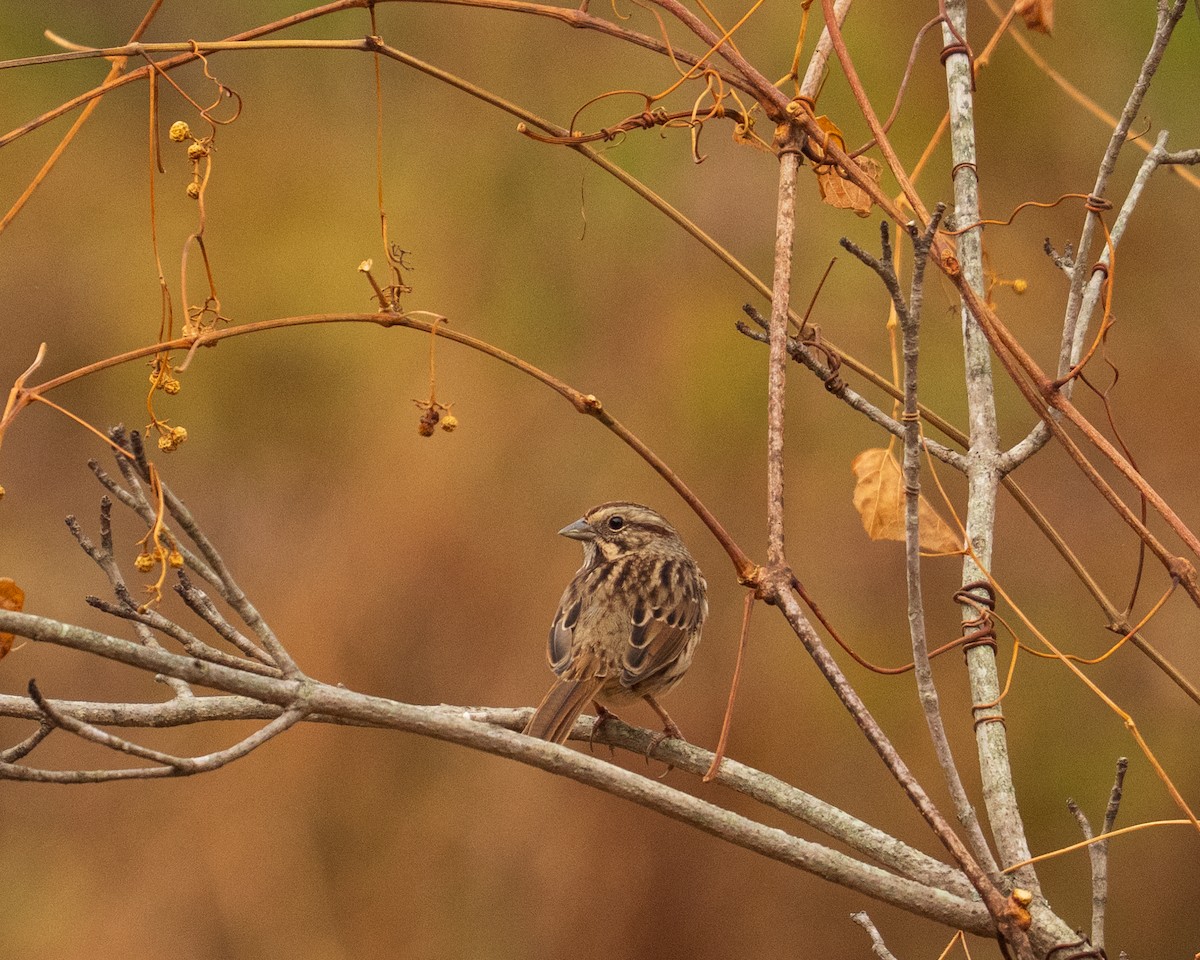 Song Sparrow - ML646382772