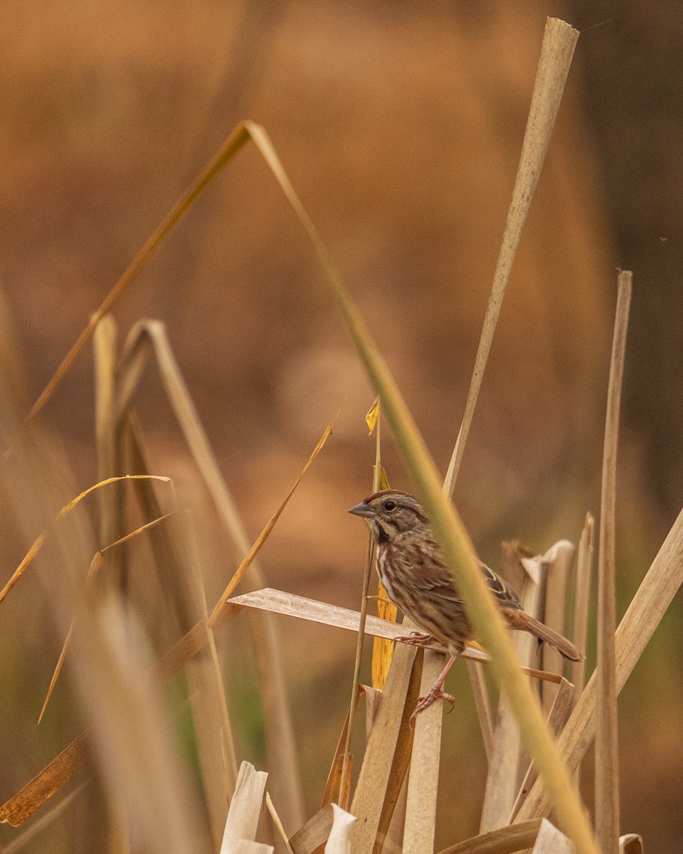 Song Sparrow - ML646382773