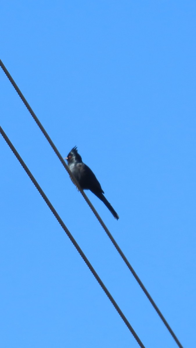 Phainopepla - ML646382774