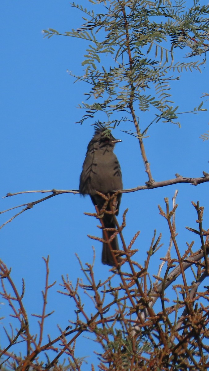 Phainopepla - ML646382775