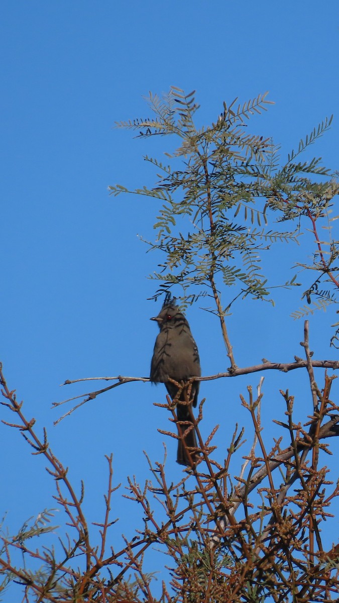 Phainopepla - ML646382776