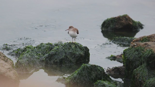 Spotted Sandpiper - ML646382777