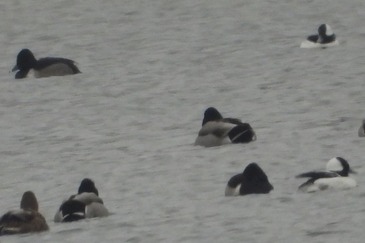 Ring-necked Duck - ML646382778