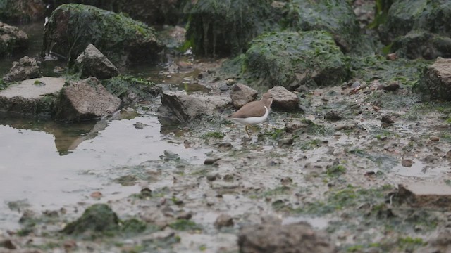 Spotted Sandpiper - ML646382779
