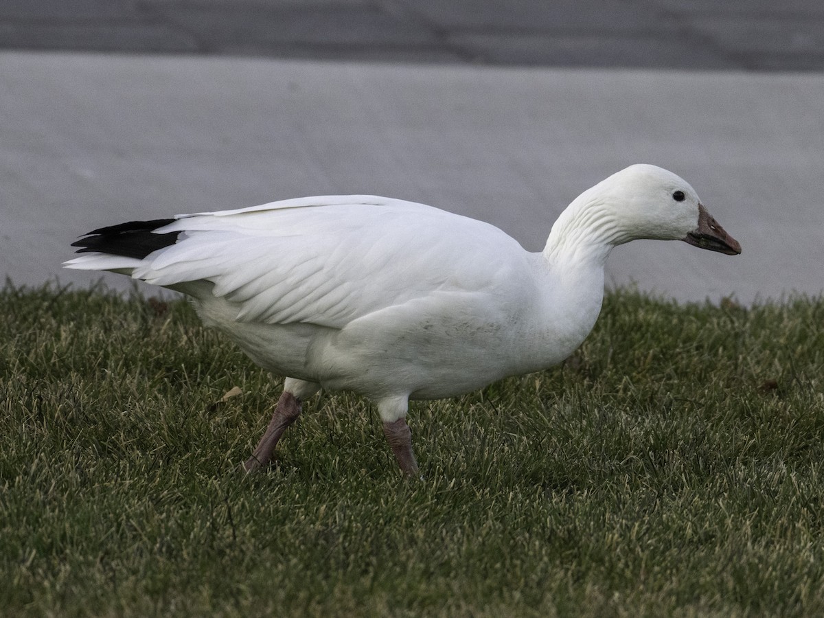 Snow Goose - ML646382780