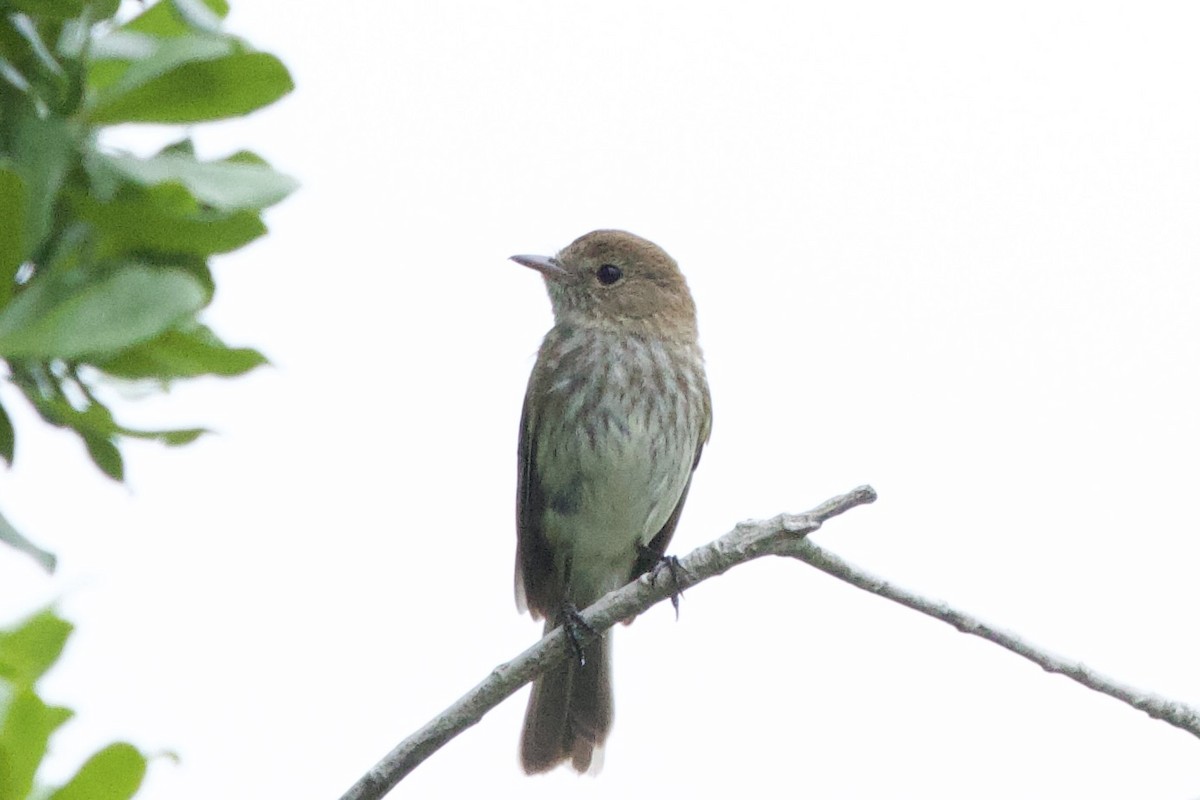 Bran-colored Flycatcher - ML646382781