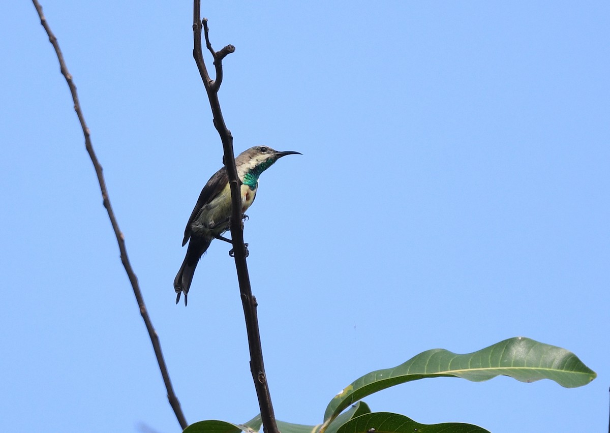 Beautiful Sunbird - ML646382782