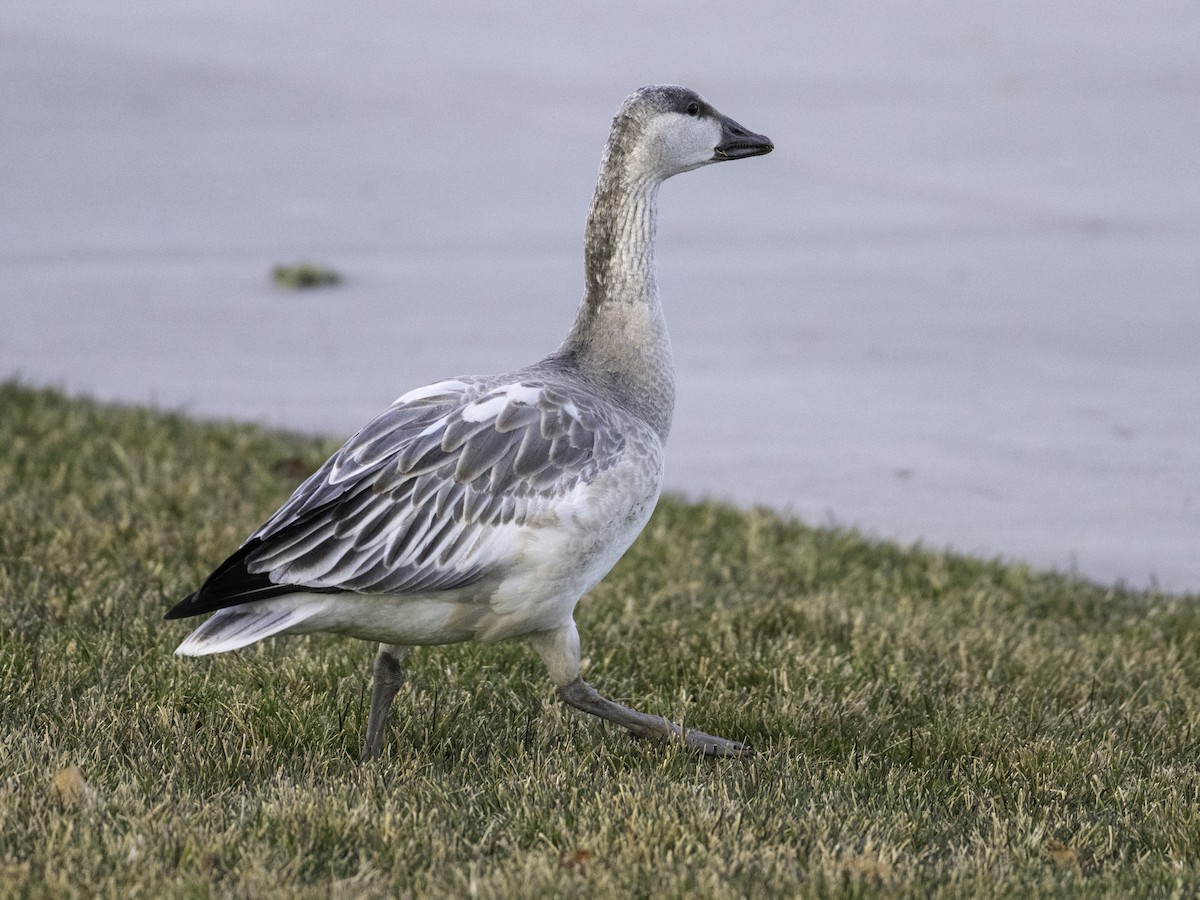 Snow Goose - ML646382785