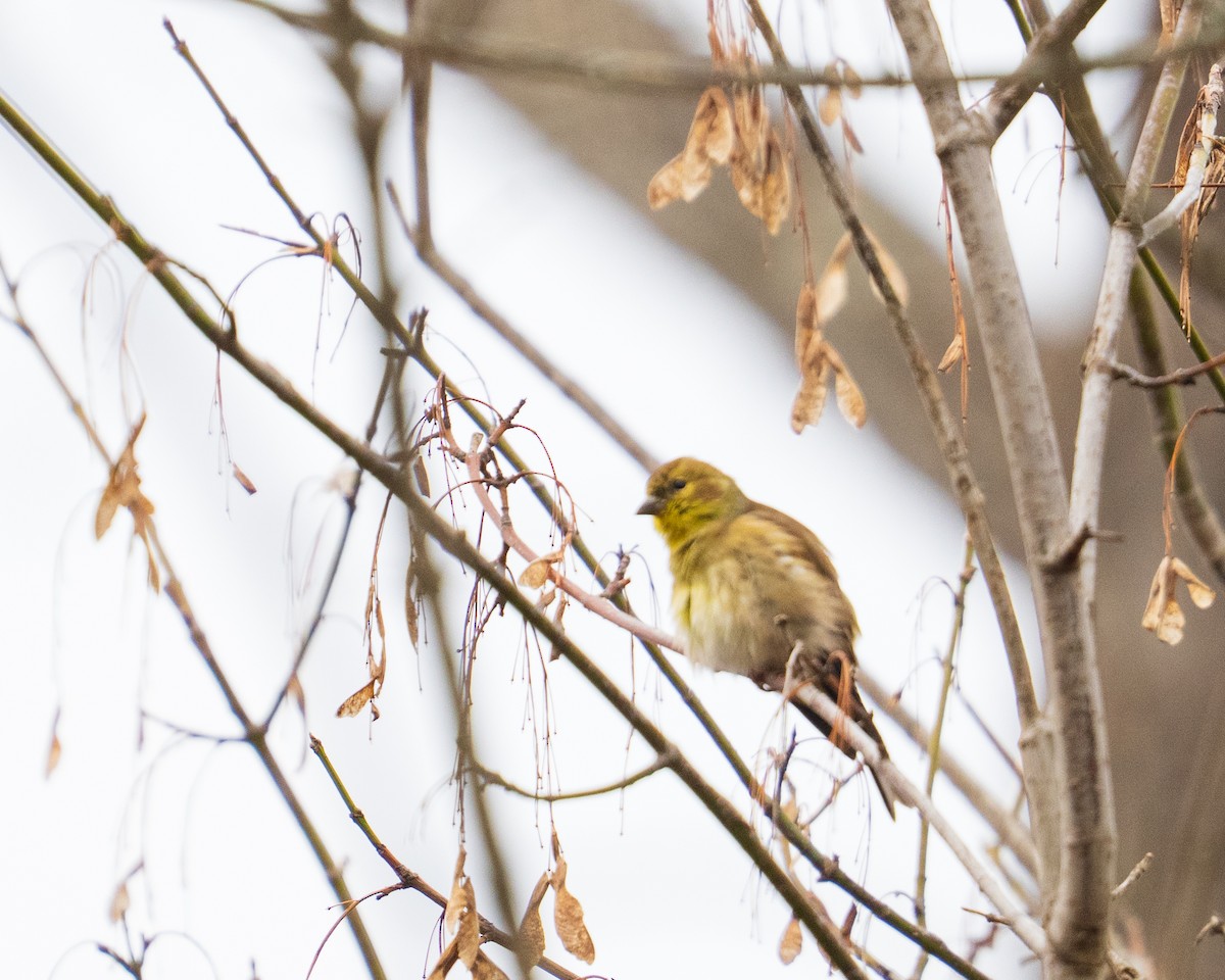 American Goldfinch - ML646382787