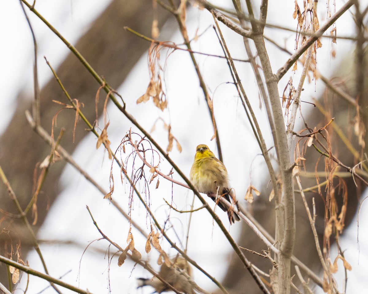 American Goldfinch - ML646382788
