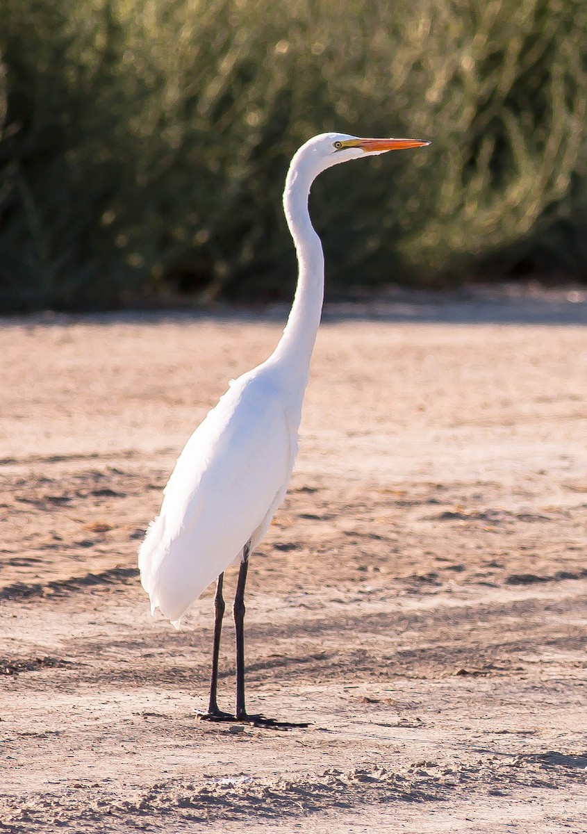 Great Egret - ML646382789