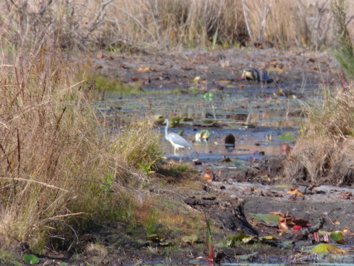 Tricolored Heron - ML646382790