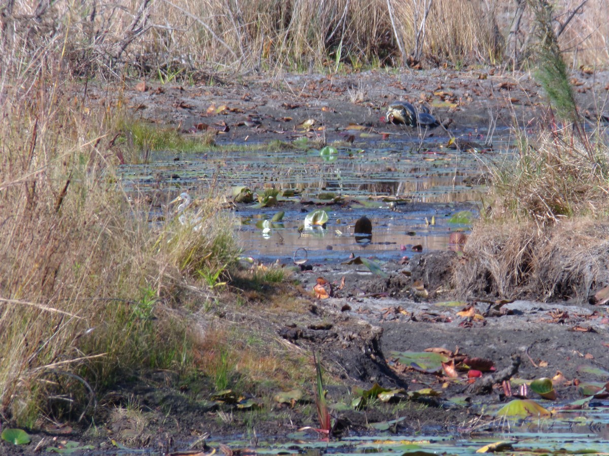 Tricolored Heron - ML646382791