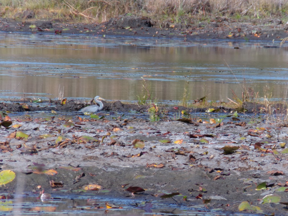 Tricolored Heron - ML646382792