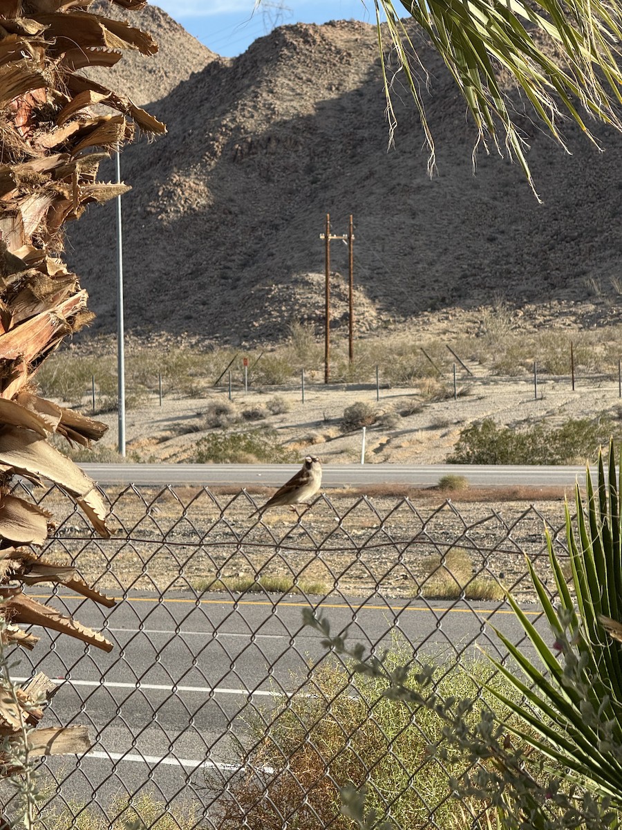 House Sparrow - ML646382794