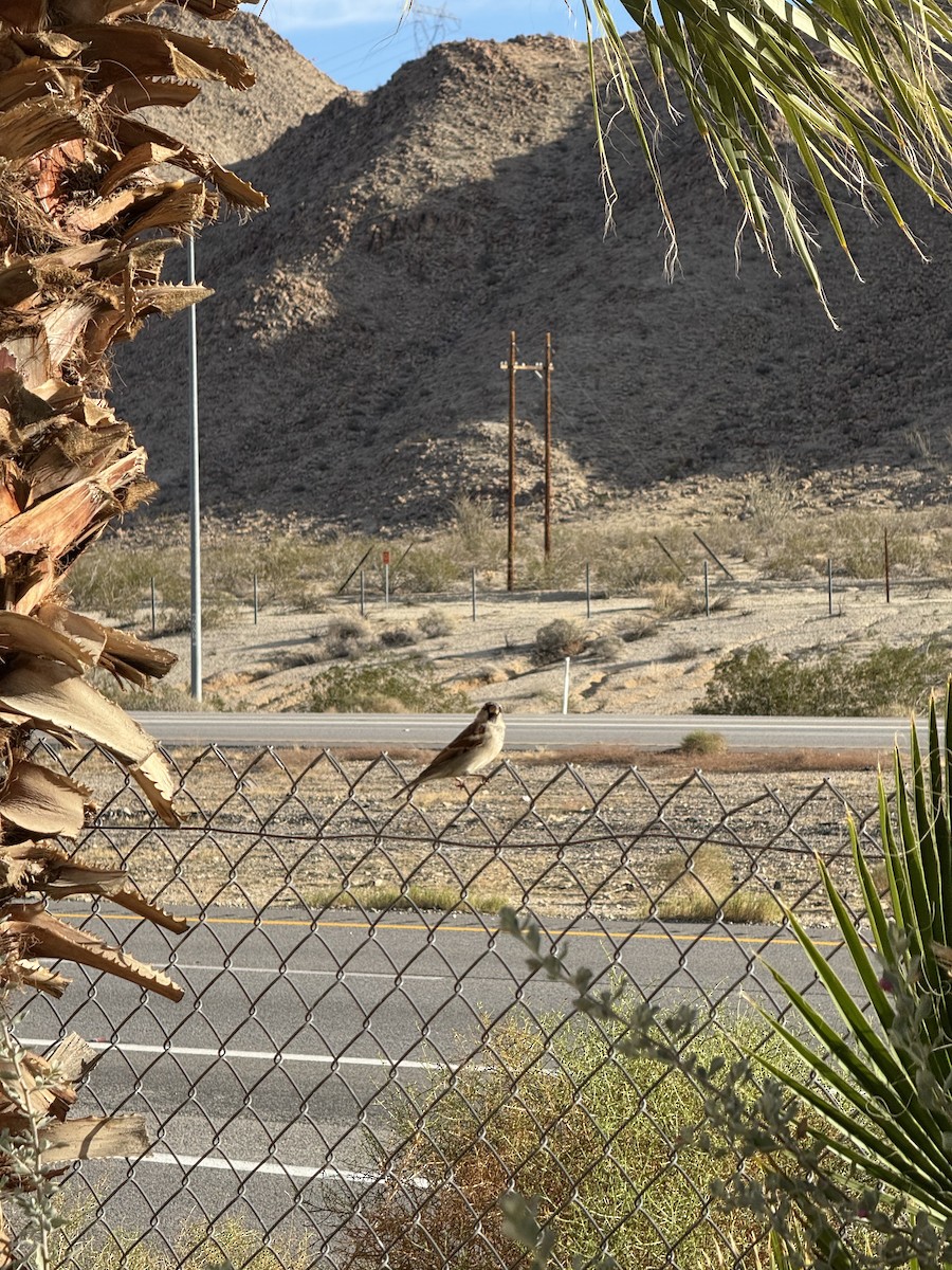 House Sparrow - ML646382795