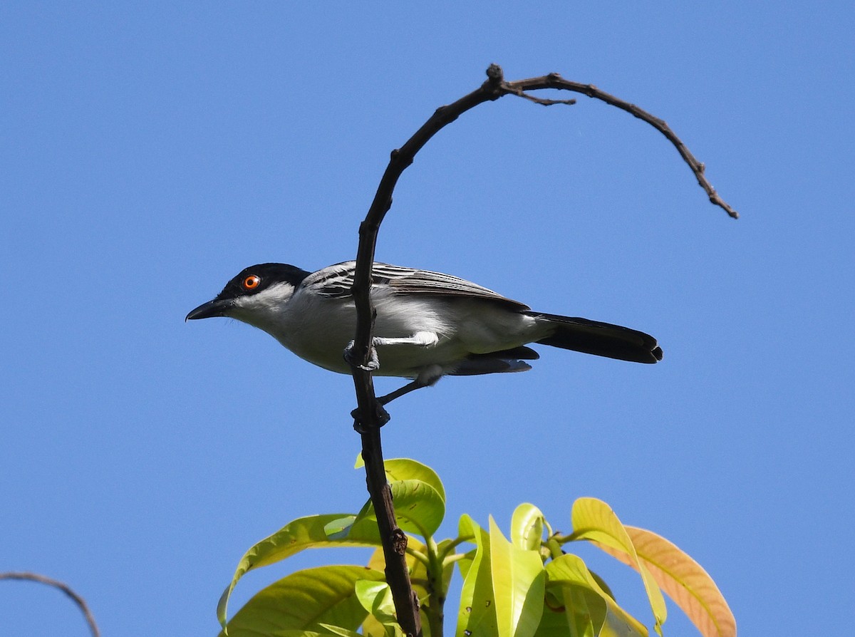 Northern Puffback - ML646382796