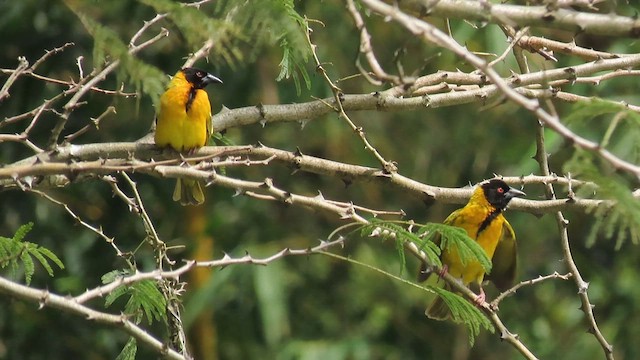 snovač zahradní - ML646382797