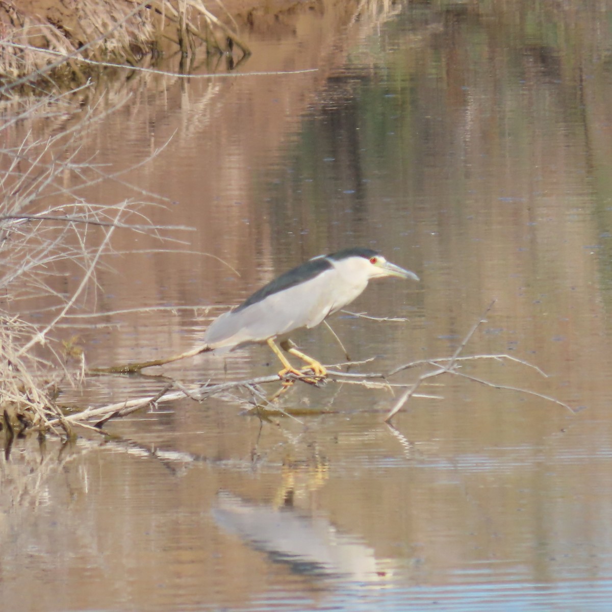 Black-crowned Night Heron - ML646382798