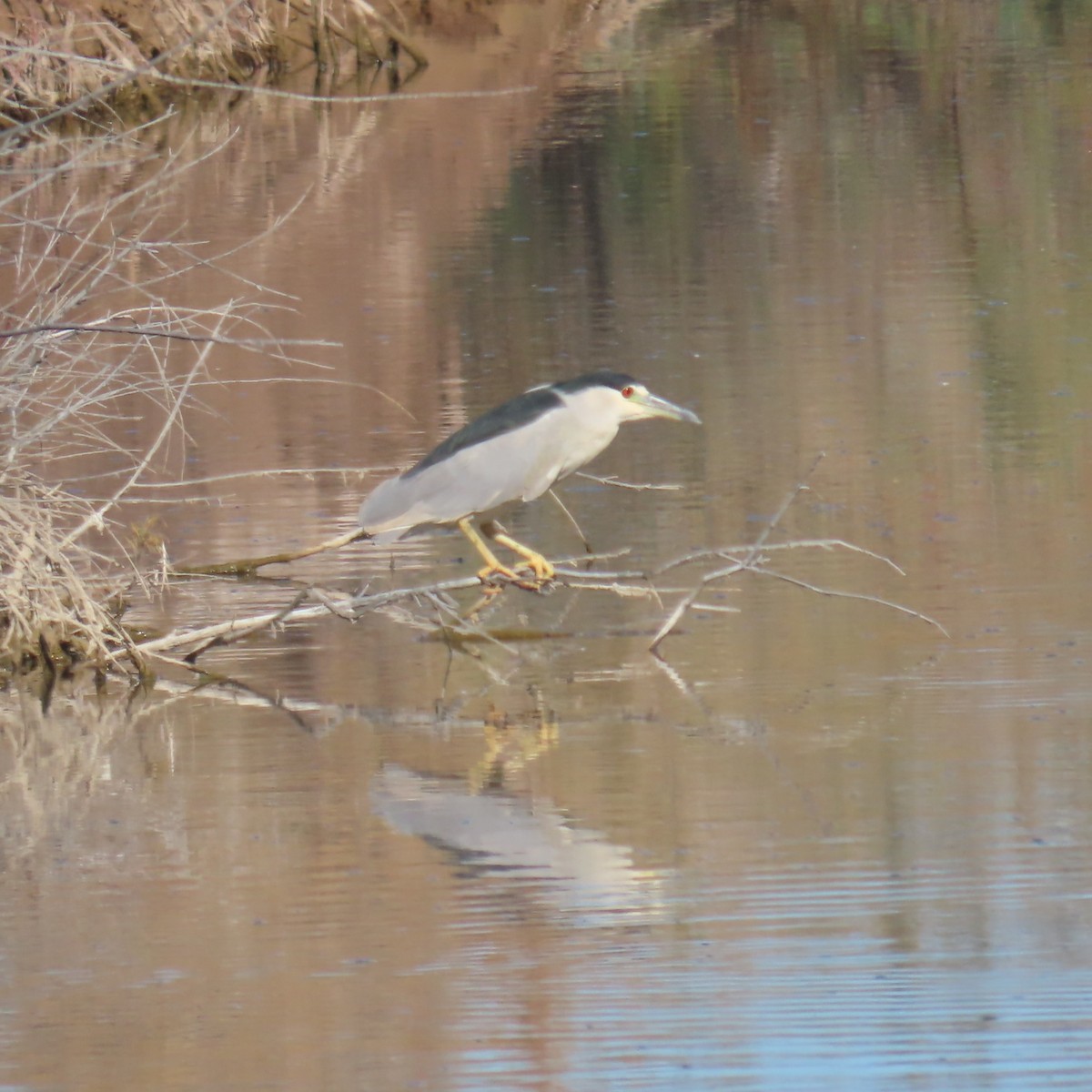 Black-crowned Night Heron - ML646382799