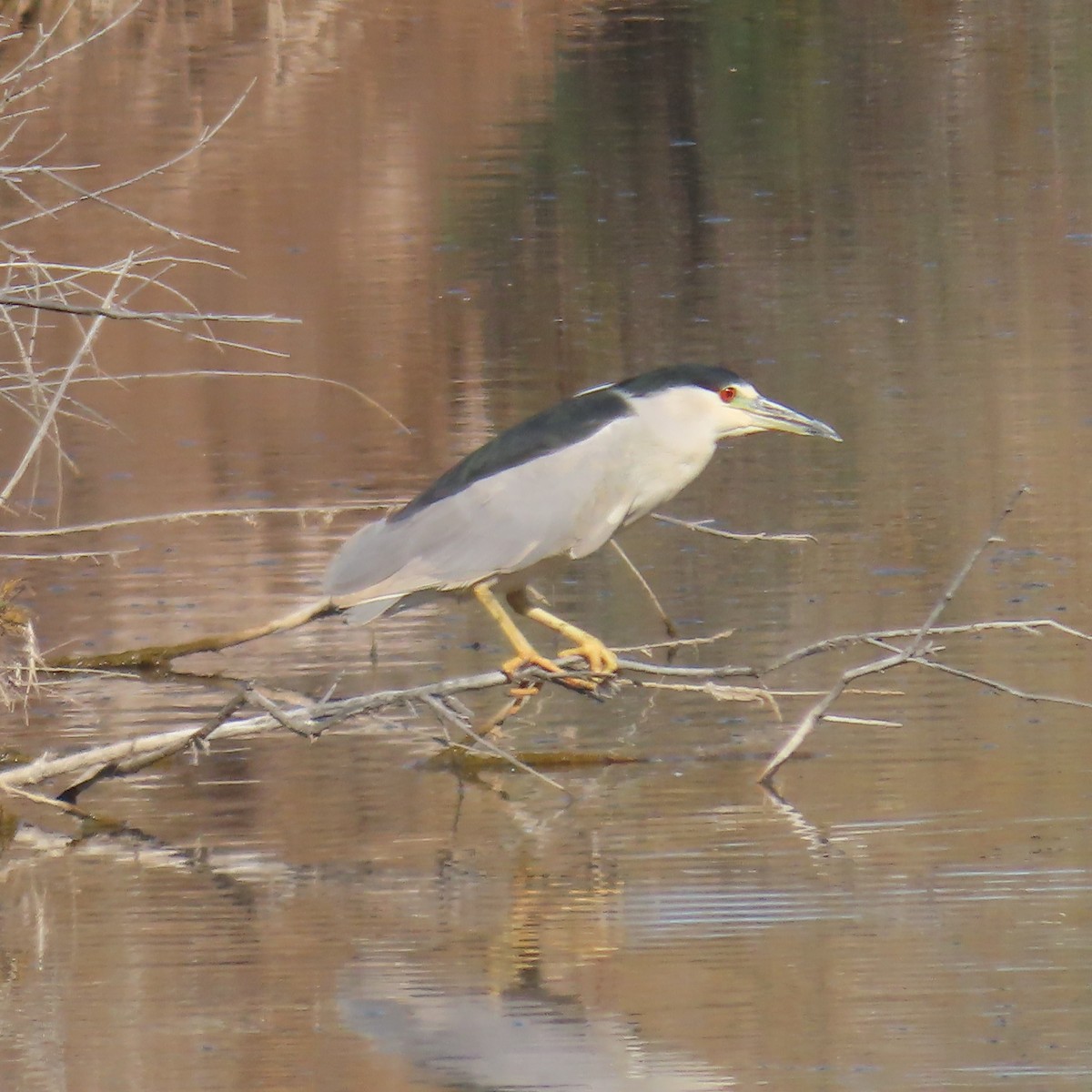Black-crowned Night Heron - ML646382800