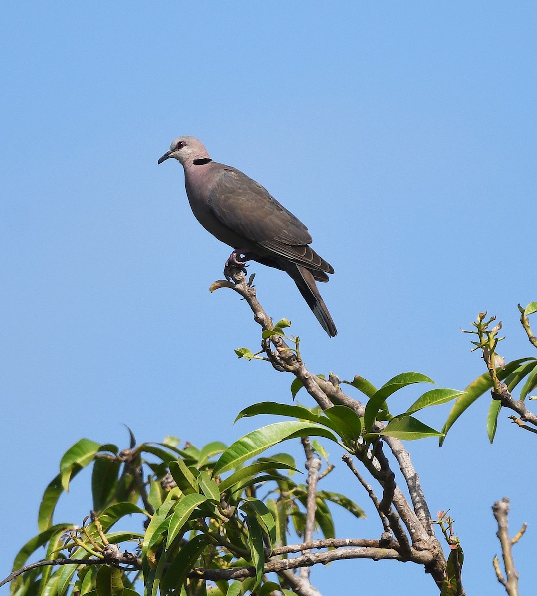 Red-eyed Dove - ML646382804