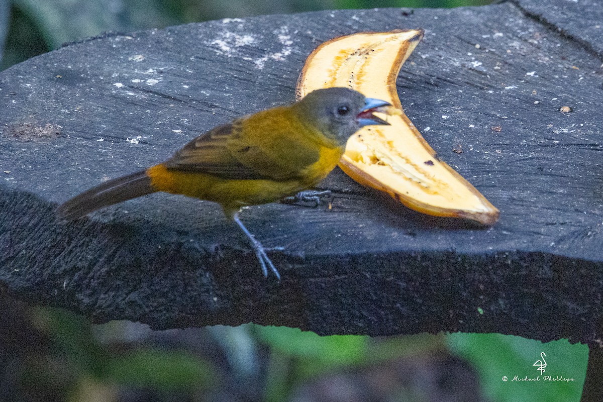 Scarlet-rumped Tanager - ML646382806