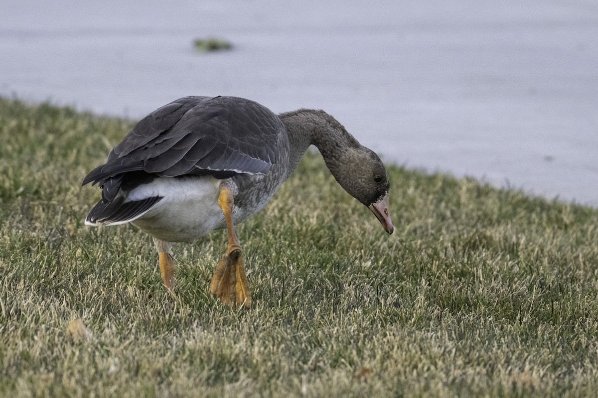Greater White-fronted Goose - ML646382808