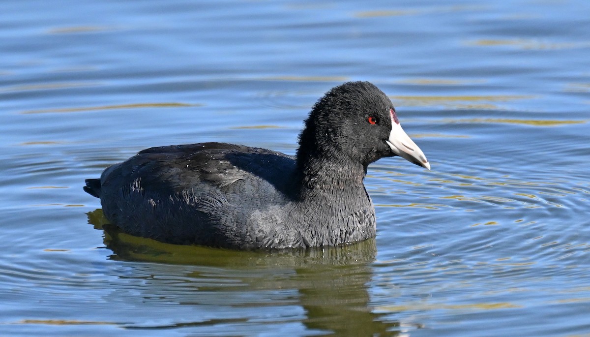 lyska americká - ML646382811