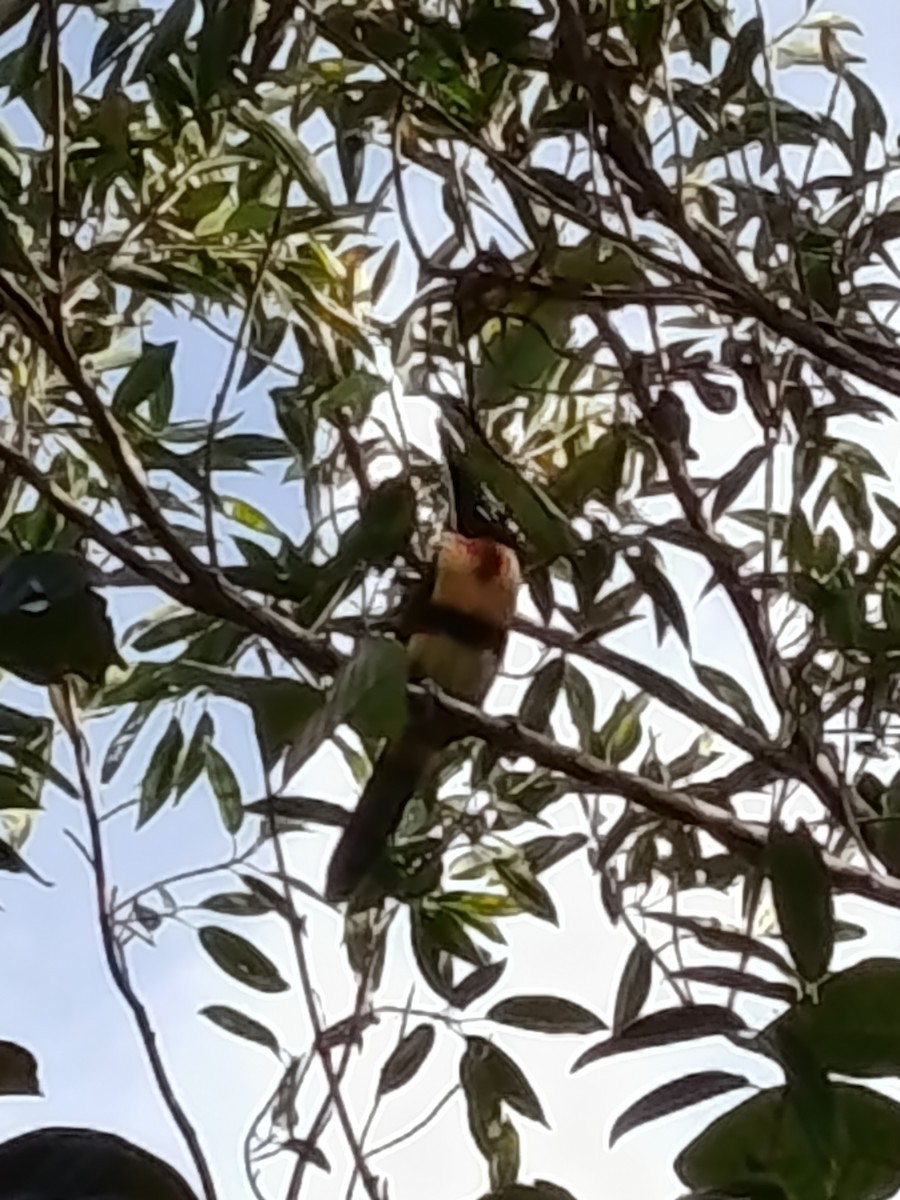 Collared Aracari - ML646382812