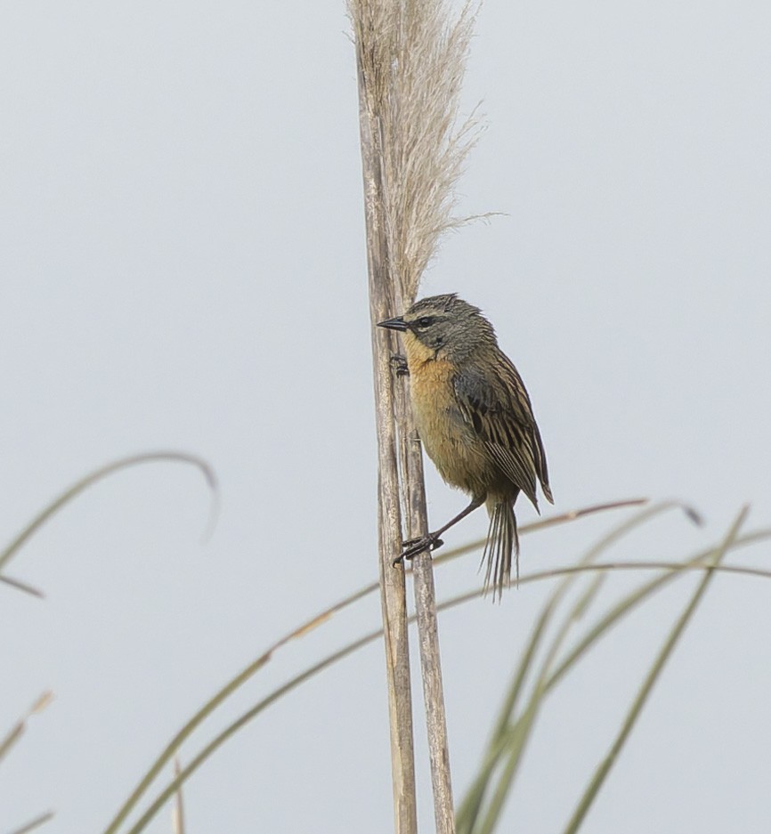 ミズベシトド - ML646382813