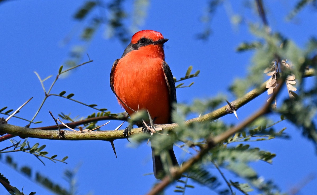 Vermilion Flycatcher - ML646382814