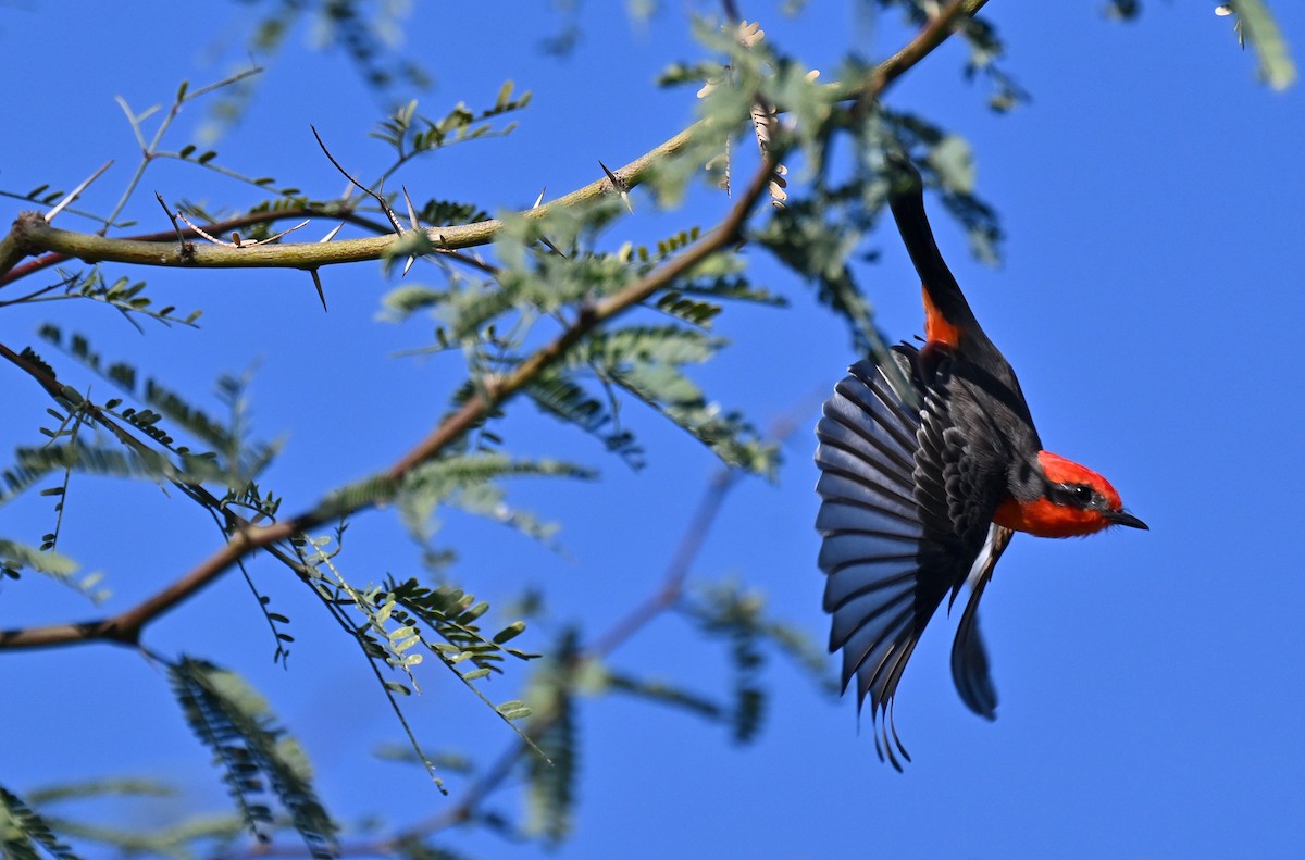 Vermilion Flycatcher - ML646382815