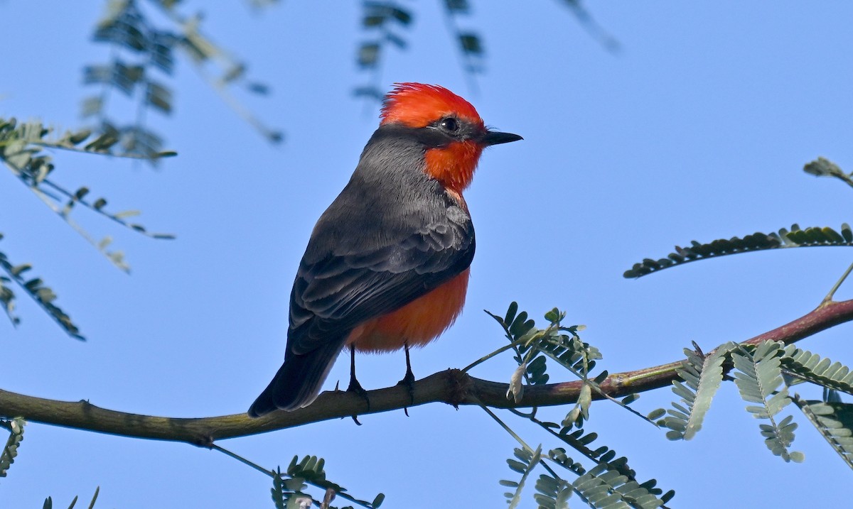 Vermilion Flycatcher - ML646382816