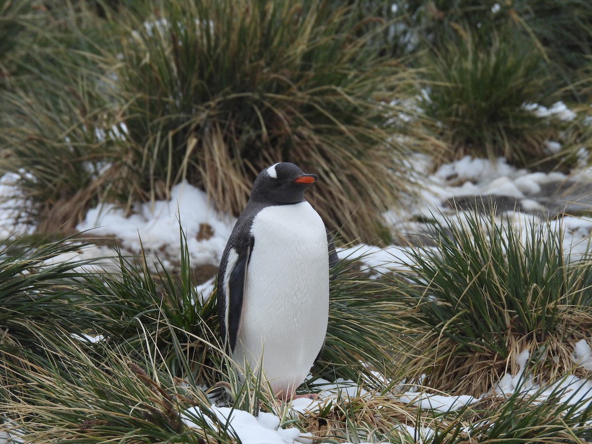 Pingüino Juanito - ML646382817