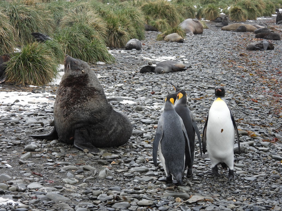 Pingüino Rey - ML646382818